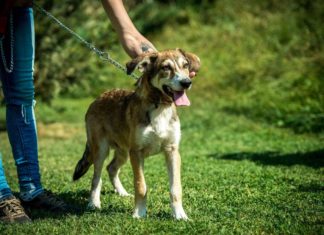 Tierschutz Ungarn: Maddox