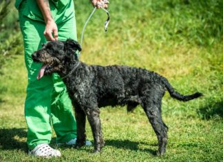 Tierschutz Ungarn: Mike