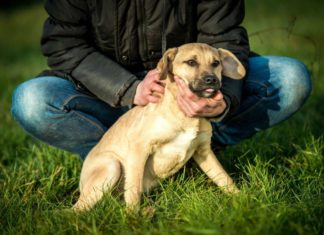 Ungarn Tierschutz: Proton
