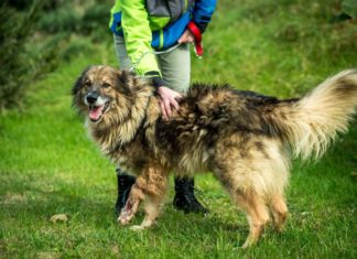 Tierschutz Ungarn: Rex