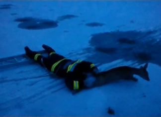 Reh auf Eis gerettet