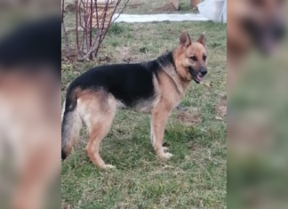 Tierschutz Ungarn: Ruby