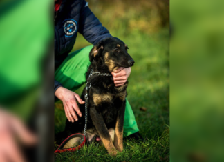 Tierschutz Ungarn: Jason