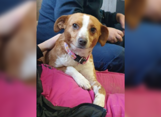 Tierschutz Ungarn: Piri