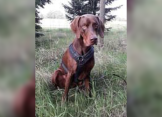 Tierschutz Ungarn: Murphy