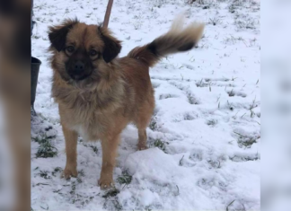 Tierschutz Ungarn: Gofri