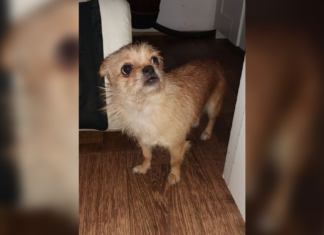 Tierschutz Ungarn: Picur