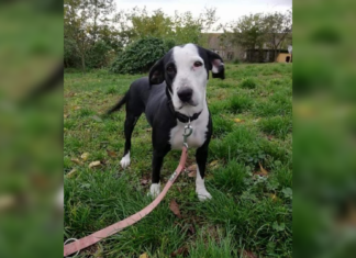 Tierschutz Ungarn: Nira