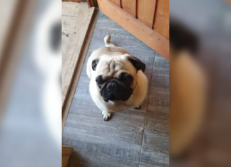 Tierschutz Ungarn: Bejgli