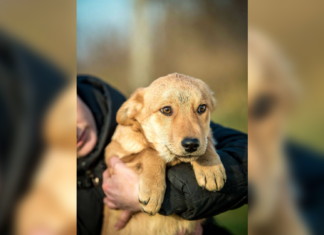 Tierschutz Ungarn: Tequila