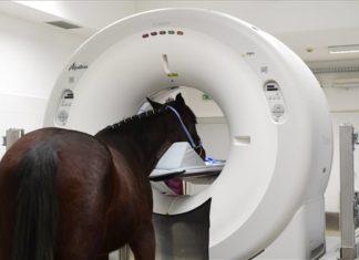 Pferde-CT wurde an die Tierärztliche Universität in Budapest übergeben
