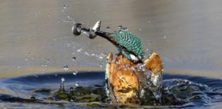 Jetzt erleben: Faszination Wasservögel in der Theiss Region