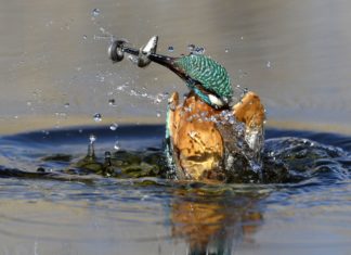 Jetzt erleben: Faszination Wasservögel in der Theiss Region