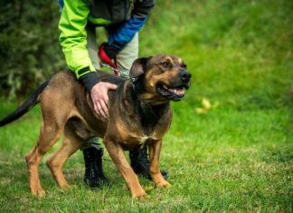 Tierschutz Ungarn: Erik