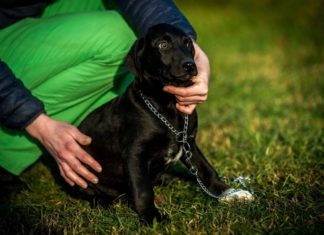 Tierschutz Ungarn: Floyd