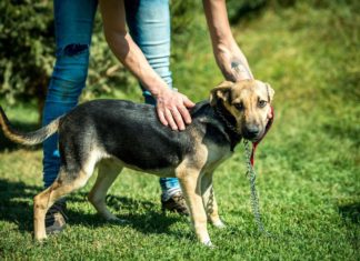Tierschutz Ungarn: Kisó