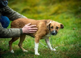 Tierschutz Ungarn: Marceline