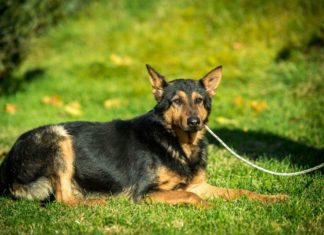 Tierschutz Ungarn: Marshall