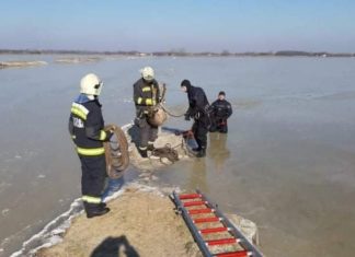 Mehrere Wildtierrettungen auf dem Eis!