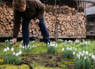 Vásárosnamény: Frau István freut sich über 500 Schneeglöckchen!