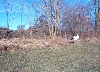 Der erste Storch ist da: Suri!