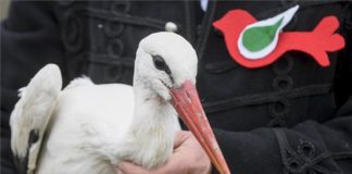 In Hortobágy wurden 13 Störche freigelassen