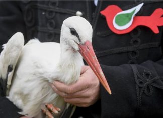 In Hortobágy wurden 13 Störche freigelassen