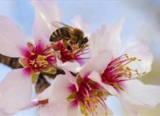 Blühende Mandelbäume in Pécs