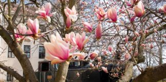 Wunderschöner blühender Tulpenbaum in Pécs