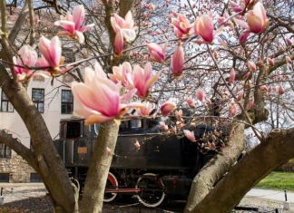 Wunderschöner blühender Tulpenbaum in Pécs