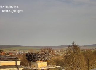 Storchenpaar mit Stil wird erwartet