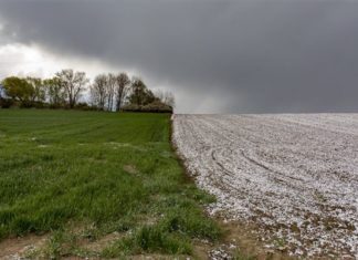 Frühlingsschnee: Ungewollt, aber wunderschön