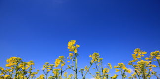Der Raps blüht!