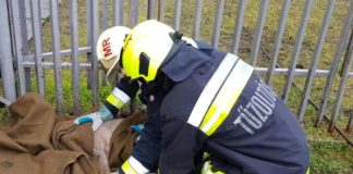 Wieder steckt Rehbock im Zaun fest!