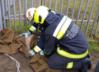 Wieder steckt Rehbock im Zaun fest!
