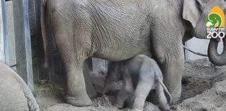 Budapester Zoo: Elefantenkalb Angele ist da!