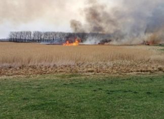Schilfbrand in Somogyszentpál
