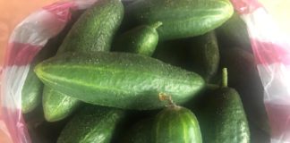 Das sind einige Gurken-Facts!