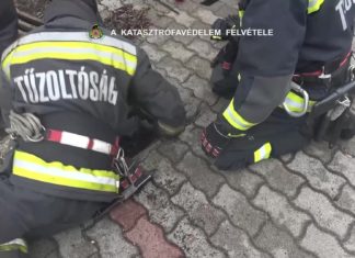 Feuerwehr: Katzenbabys aus Abwasserkanal gerettet