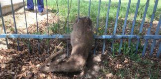 Erfolgreiche Wildtierrettung in Székesfehérvár