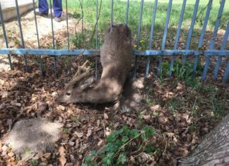 Erfolgreiche Wildtierrettung in Székesfehérvár