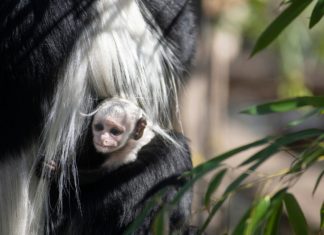 Nyíregyháza: Kleines Manteläffchen geboren