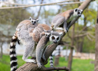 Niedlicher Nachwuchs im Zoo Nyíregyháza