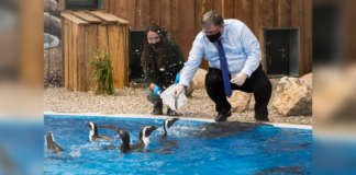 Györer Zoo eröffnet neue Plätze für Pinguin und Mini Flusspferd