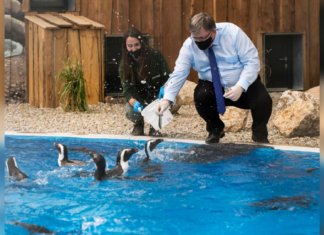 Györer Zoo eröffnet neue Plätze für Pinguin und Mini Flusspferd