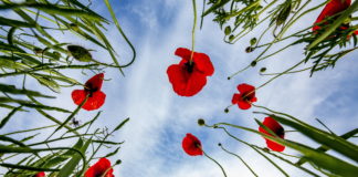 Klatschmohnen am Balaton