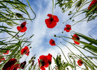 Klatschmohnen am Balaton