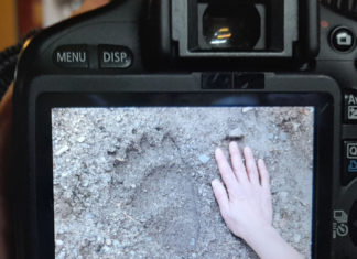 Bärenfußabdruck in Diósjenő