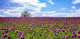 Der Mohn blüht auch in der Zala-Region!