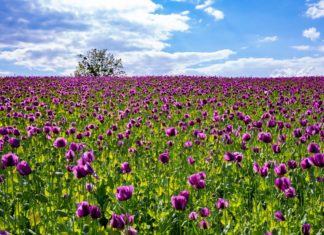 Der Mohn blüht auch in der Zala-Region!